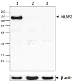 Biolegend Purified anti-NLRP2, Quantity: Each of 1