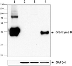Biolegend Purified anti-Granzyme B, Quantity: Each of 1