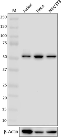 Biolegend Purified anti-DDX6, Quantity: Each of 1