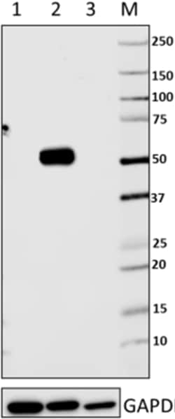 Biolegend Purified anti-IRF6, Quantity: Each of 1