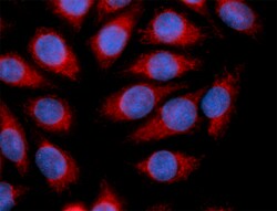 Biolegend Alexa Fluor 594 anti-LIF, Quantity: Each of 1