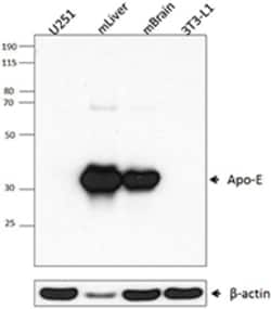 Biolegend Purified anti-Apo-E, Quantity: Each of 1