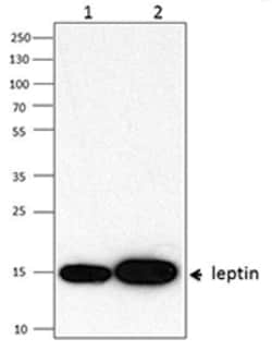 Biolegend Purified anti-Leptin, Quantity: Each of 1
