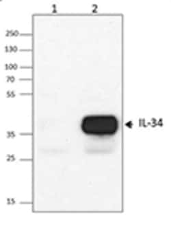 Biolegend Purified anti-IL-34, Quantity: Each of 1