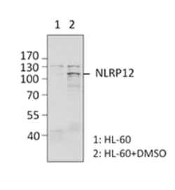 Biolegend Purified anti-NLRP12, Quantity: Each of 1