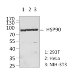 Biolegend Purified anti-Hsp90α/β, Quantity: Each of 1