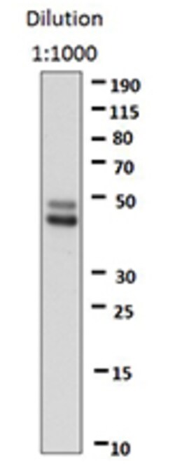 Biolegend Direct-Blot HRP anti-ERK1/2 Phospho (Thr202/Tyr204), Quantity: