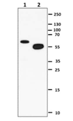Biolegend Purified anti-MMP1, Quantity: Each of 1