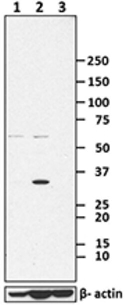 Biolegend Purified anti-MyD88, Quantity: Each of 1