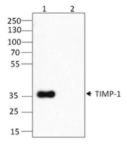 Biolegend Purified anti-TIMP-1, Quantity: Each of 1