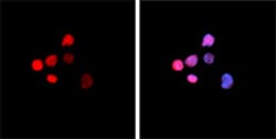 Biolegend Purified anti-SATB1, Quantity: Each of 1
