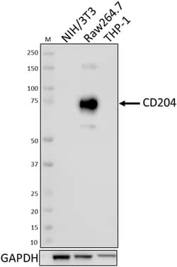Biolegend Purified anti-mouse CD204, Quantity: Each of 1
