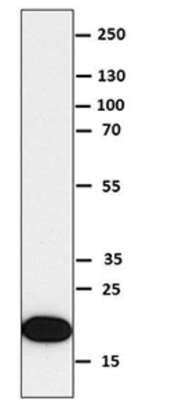Biolegend Purified anti-IL-36α, Quantity: Each of 1