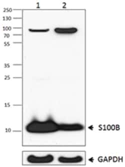 Biolegend Purified anti-S100B, Quantity: Each of 1