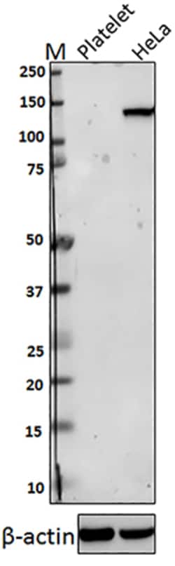 Biolegend Purified anti-HDAC4, Quantity: Each of 1