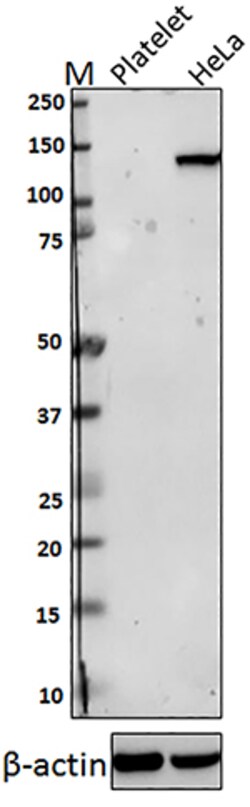 Biolegend Purified anti-HDAC4, Quantity: Each of 1