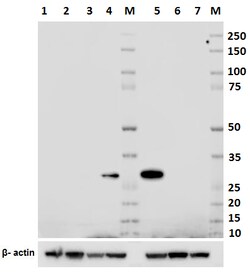 Biolegend Purified anti-Mac-2 (Galectin-3), Quantity: Each of 1