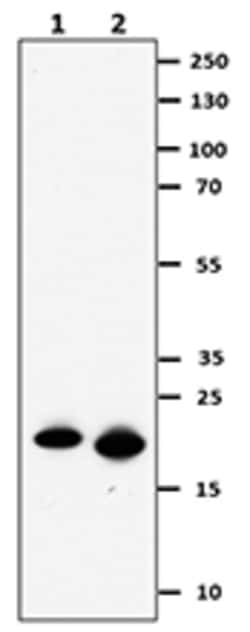Biolegend Purified anti-IL-11, Quantity: Each of 1