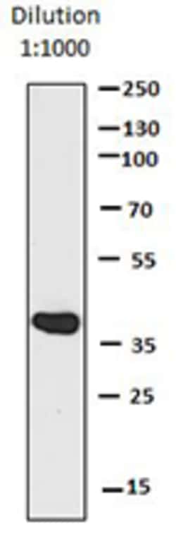 Biolegend Direct-Blot HRP anti-mCherry, Quantity: Each of 1