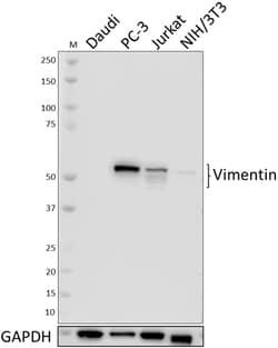 Biolegend Purified anti-Vimentin, Quantity: Each of 1