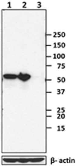 Biolegend Direct-Blot HRP anti-Vimentin, Quantity: Each of 1