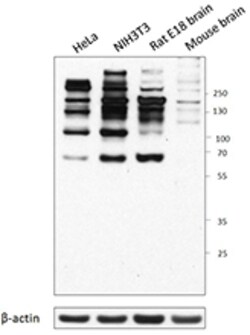 Biolegend Purified anti-O-GlcNAc, Quantity: Each of 1