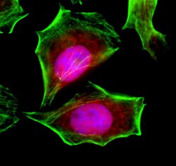 Biolegend Alexa Fluor 594 anti-STAT3, Quantity: Each of 1