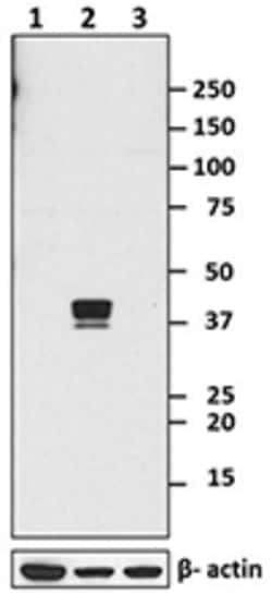 Biolegend Purified anti-Nanog, Quantity: Each of 1