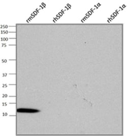 Biolegend Purified anti-CXCL12 (SDF-1β), Quantity: Each of 1