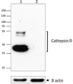 Biolegend Purified anti-Cathepsin D, Quantity: Each of 1