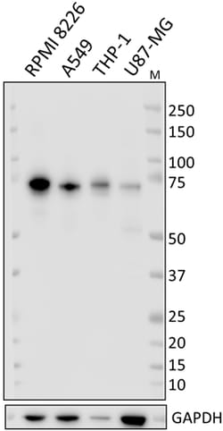 Biolegend Purified anti-CD36L1 (SCARB1, SR-BI), Quantity: Each of 1