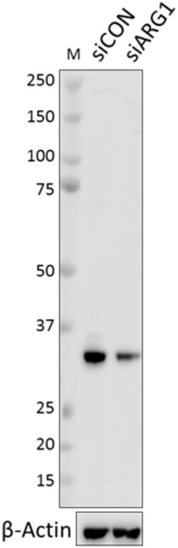 Biolegend Purified anti-Arginase 1, Quantity: Each of 1