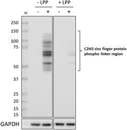 Biolegend Purified anti-C2H2 zinc finger protein (HpTGEKP), Quantity: Each