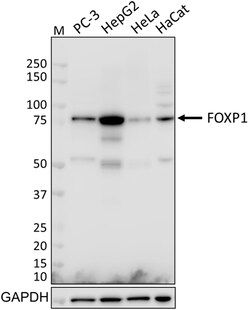 Biolegend Purified anti-FOXP1 (Forkhead Box P1), Quantity: Each of 1