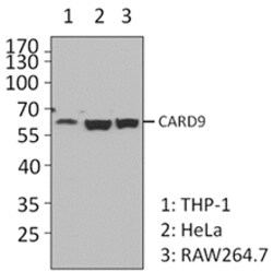 Biolegend Purified anti-CARD9, Quantity: Each of 1