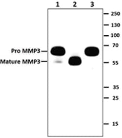 Biolegend Purified anti-MMP3, Quantity: Each of 1