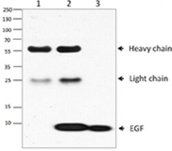 Biolegend Purified anti-EGF, Quantity: Each of 1