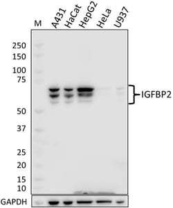 Biolegend Purified anti-IGF2BP2, Quantity: Each of 1