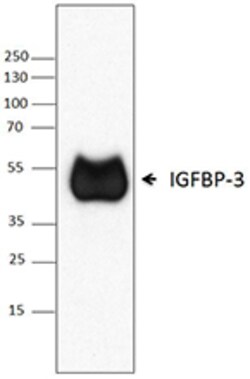 Biolegend Purified anti-IGFBP-3, Quantity: Each of 1