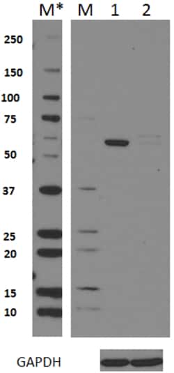 Biolegend Purified anti-HDAC2, Quantity: Each of 1