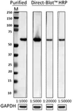 Biolegend Direct-Blot HRP anti-HDAC2, Quantity: Each of 1
