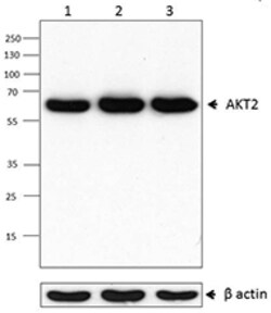 Biolegend Purified anti-AKT2, Quantity: Each of 1