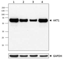 Biolegend Purified anti-AKT1, Quantity: Each of 1