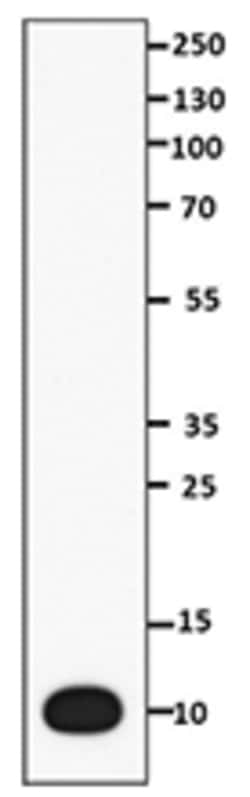 Biolegend Purified anti-IGF1, Quantity: Each of 1