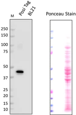 Biolegend Direct-Blot HRP anti-V5-tag, Quantity: Each of 1