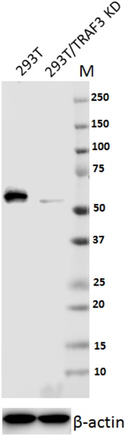 Biolegend Purified anti-TRAF3, Quantity: Each of 1