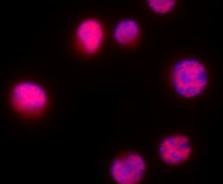 Biolegend Alexa Fluor 594 anti-TAL1, Quantity: Each of 1