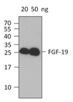 Biolegend Purified anti-FGF-19, Quantity: Each of 1