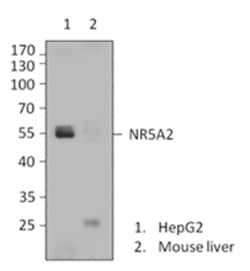 Biolegend Purified anti-NR5A2, Quantity: Each of 1