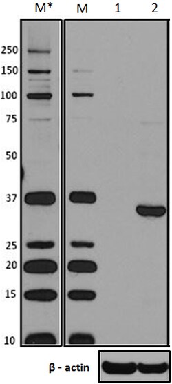 Biolegend Purified anti-SPI1 (PU.1), Quantity: Each of 1